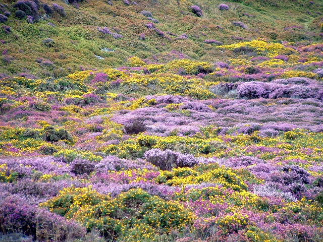 The month of heather!